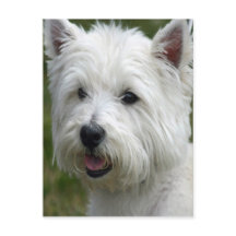 Vit Väster Highland Terrier-vykort