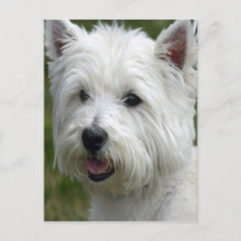 Vit Väster Highland Terrier-vykort Vykort