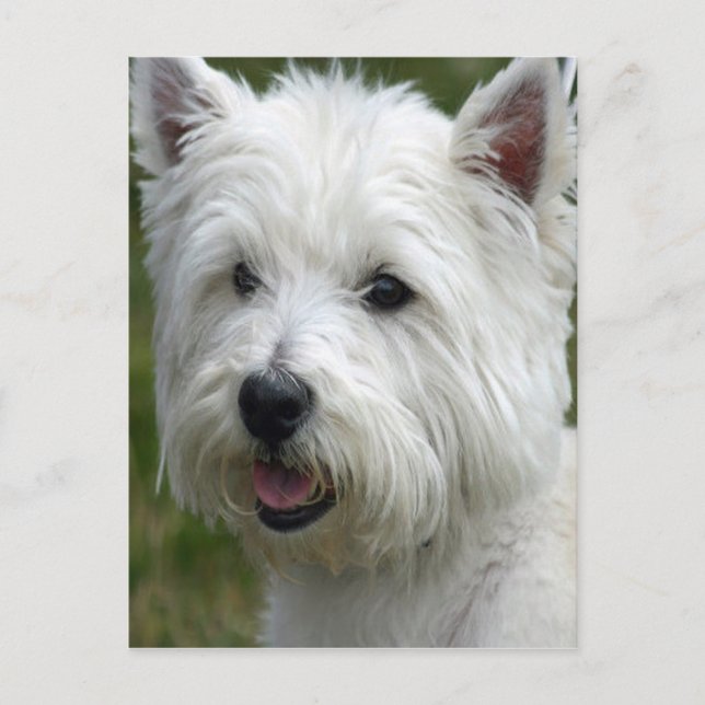Vit Väster Highland Terrier-vykort Vykort (Framsida)