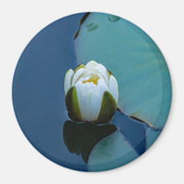 Vit vatten lily i dammen, naturfotografi magnet