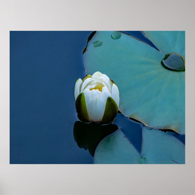 Vit vatten lily i dammen, naturfotografi poster (Framsidan)