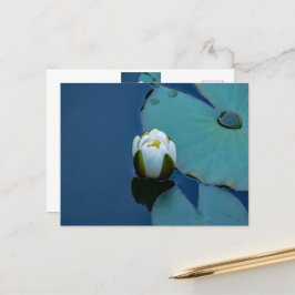 Vit vatten lily i dammen, naturfotografi vykort