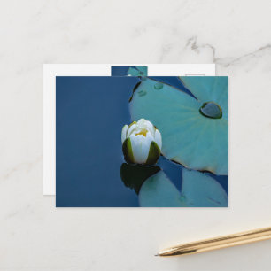 Vit vatten lily i dammen, naturfotografi vykort