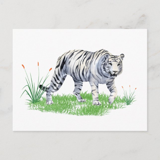 Vit vattenfärgsvit tiger vykort (Framsida)