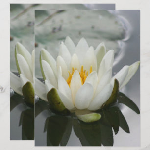 Vit vattenlilja lotusblomma blomma scrapbook