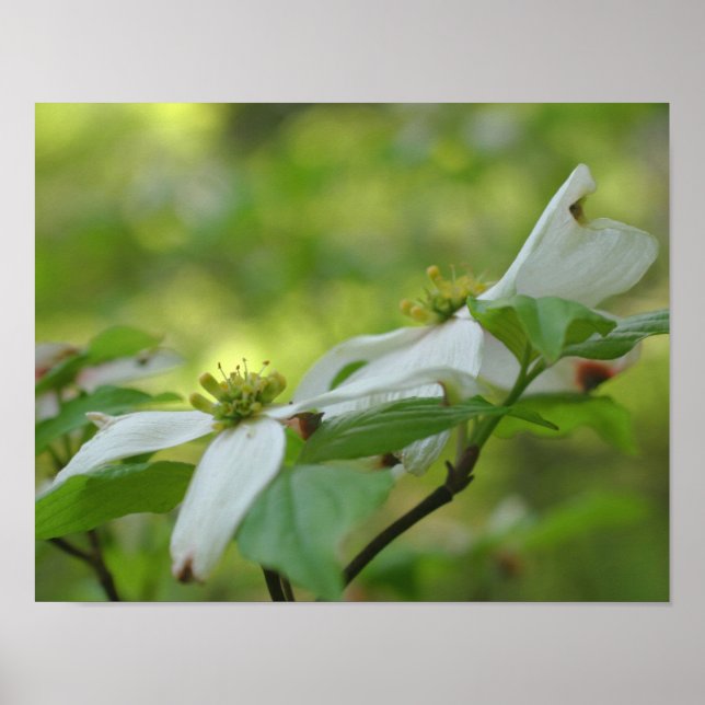Vit Vild Dogwood Flower Blommar Poster (Framsidan)