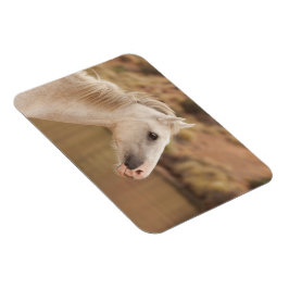 Vit vild häst magnet