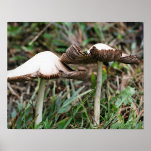Vit Vild Mushroom Pair Nature Poster