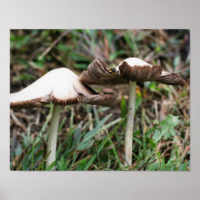 Vit Vild Mushroom Pair Nature Poster (Framsidan)