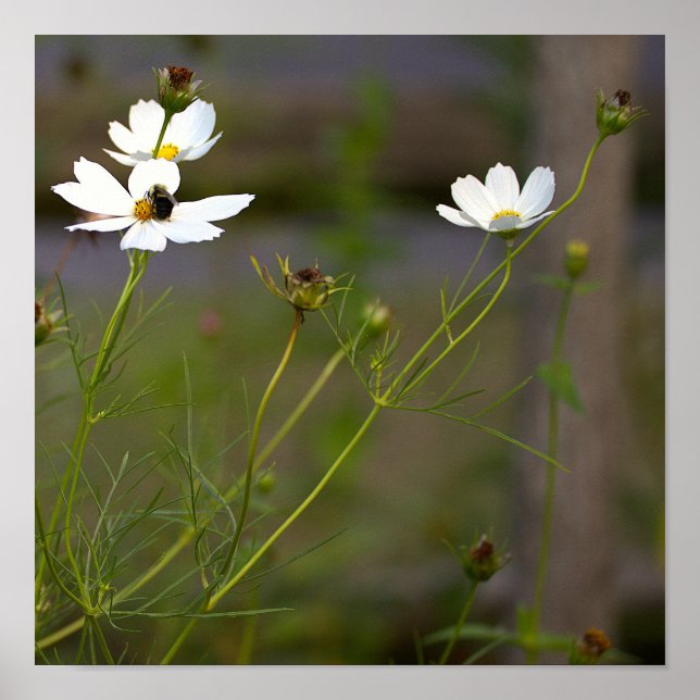 Vit vildblommor affisch (Framsidan)