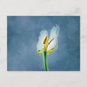 Vit vissnande tulpanblomma vykort