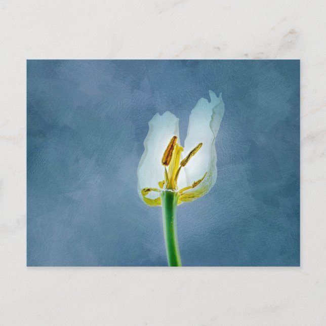 Vit vissnande tulpanblomma vykort (Framsida)