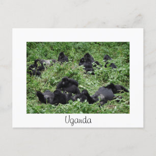 Vit vykort för Uganda-bergsgorillagrupp