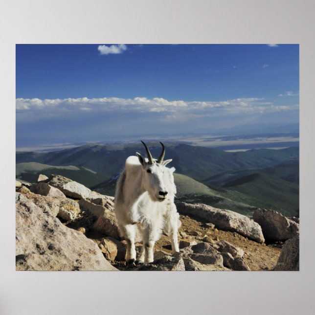 Vit ylle Rocky Mountain Goat står ovanpå Poster (Framsidan)