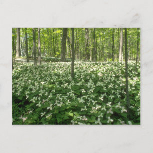 vita A fält av trillium, Niagara Falls-blommor Vykort