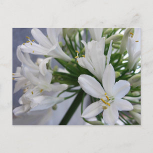 Vita Allium Flowers 1 Vykort