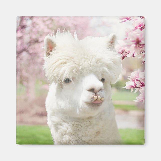 Vita Alpaca Magnet (Framsidan)