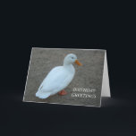 Vita Anka-födelsedag Kort<br><div class="desc">Ett vitt anka dekorerar det här födelsedagshälsningskortet</div>