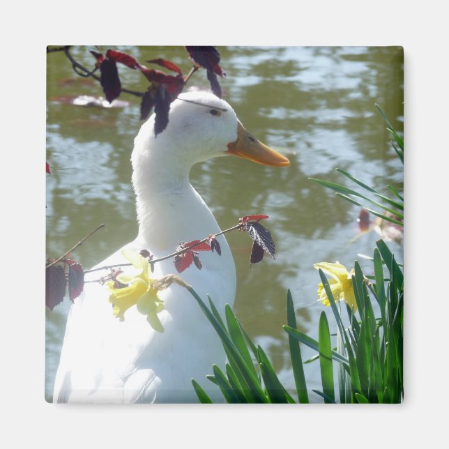 Vita Anka i Daffodils Magnet (Framsidan)