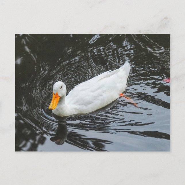 Vita Anka. Roath Park Sjö, Cardiff, Wales. Vykort (Framsida)