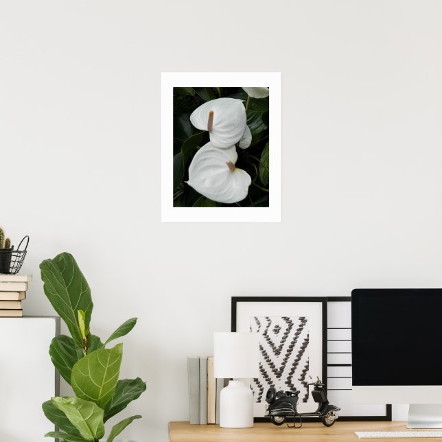 Vita Anthurium-blommor Fotografisk Poster (Hemmakontoret)