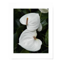 Vita Anthurium-blommor Fotografisk