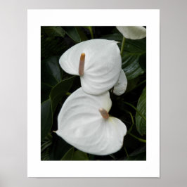 Vita Anthurium-blommor Fotografisk Poster