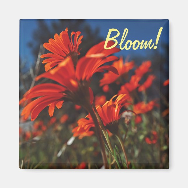 Vita apelsin daisy blommor blommar magnet (Framsidan)
