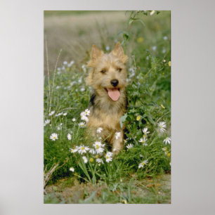 vita australiska blommor poster