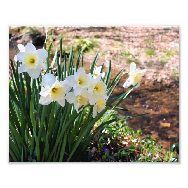 Vita avdunstningsblommor med brook 8x10 fototryck (Framsidan)