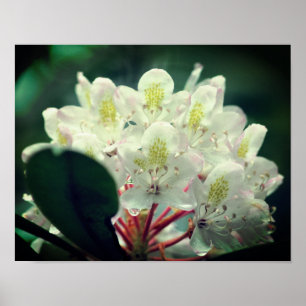 Vita azalea-blommor med rabdroppar poster