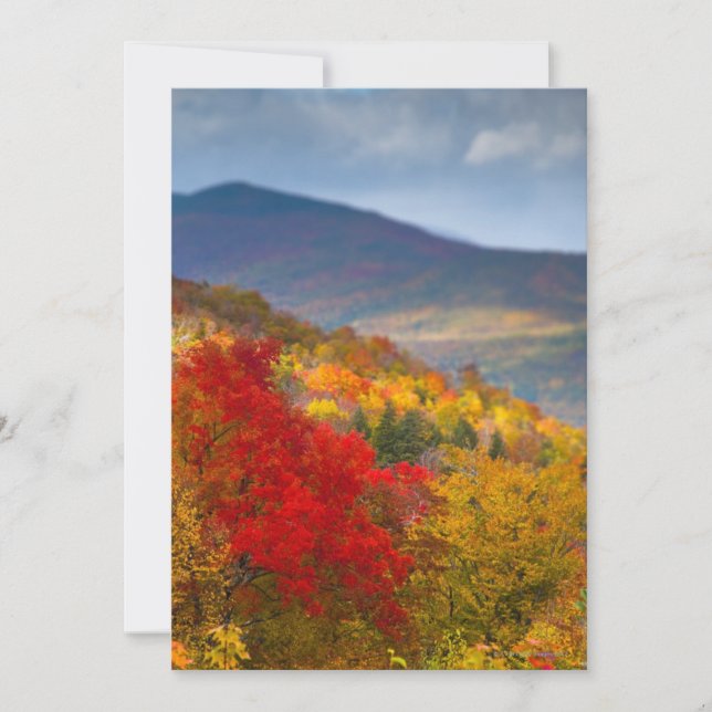 Vita bergsskogen (Framsida)