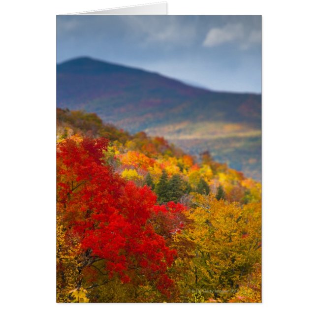 Vita bergsskogen hälsningskort (Framsidan)