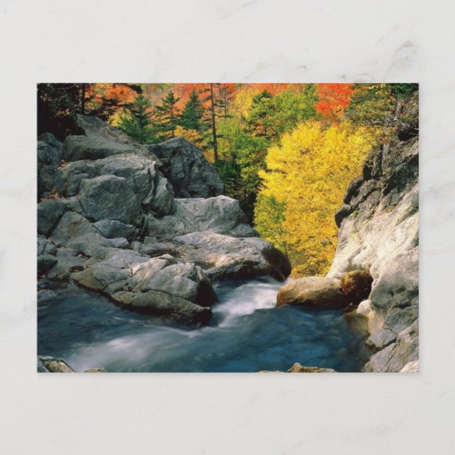 Vita bergsskogen, NH Vykort (Framsida)