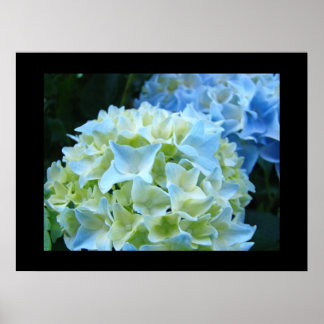 Vita Blå Hortensia Blommor Bouquet Blommar konst Poster