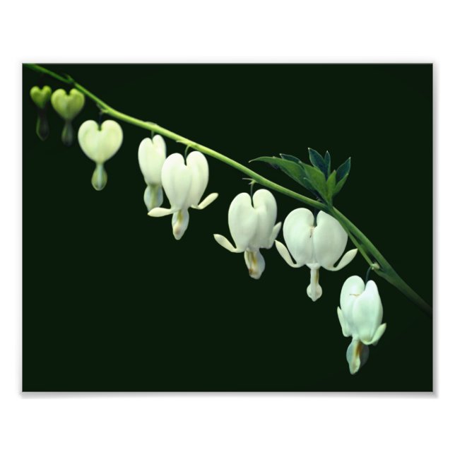Vita blödande hjärt-blommor 8x10 fototryck (Framsidan)