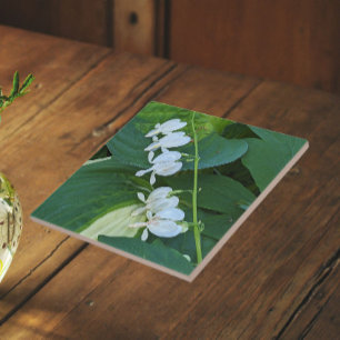 Vita Blödande Hjärtas Blommor Kakelplatta