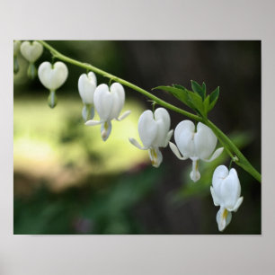 Vita blödande hjärtblommor poster
