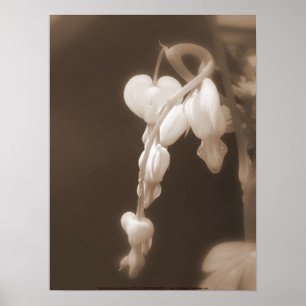 vita blödarhjärtan sepia poster