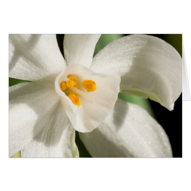 Vita blomman Vår och Bröllop Hälsningskort (Framsidan Horizontal)