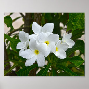 Vita Blommar av plasmeria Poster