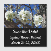 Vita Blommar Clusters Vår Blommar Pear Träd