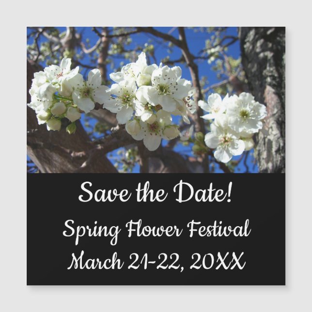 Vita Blommar Clusters Vår Blommar Pear Träd (Framsida)