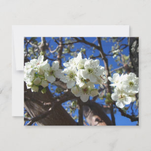 Vita Blommar Clusters Vår Blommar Pear Träd