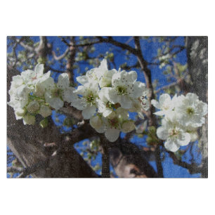 Vita Blommar Clusters Vår Blommar Pear Träd