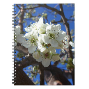 Vita Blommar Clusters Vår Blommar Pear Träd Anteckningsbok Med Spiral