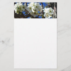 Vita Blommar Clusters Vår Blommar Pear Träd Brevpapper