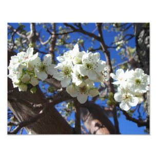 Vita Blommar Clusters Vår Blommar Pear Träd Fototryck