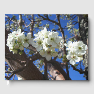 Vita Blommar Clusters Vår Blommar Pear Träd Gästböcker