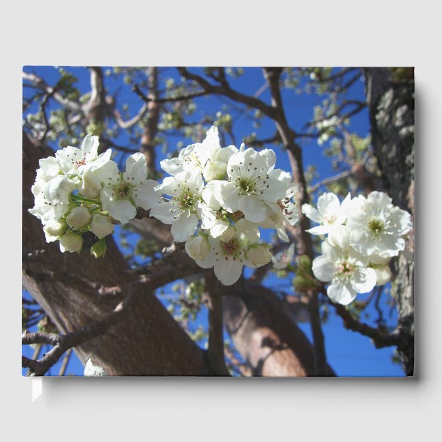 Vita Blommar Clusters Vår Blommar Pear Träd Gästböcker (Framsida)